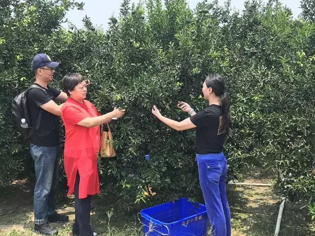 Great Tea Is Never Easy · In Search of Fine Xinhui Citrus