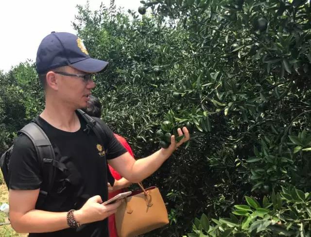 Great Tea Is Never Easy · In Search of Fine Xinhui Citrus