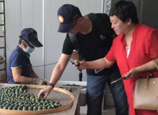 Great Tea Is Never Easy · In Search of Fine Xinhui Citrus