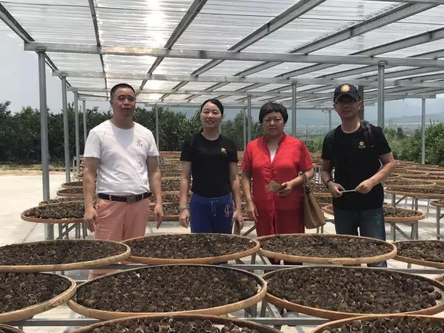 Great Tea Is Never Easy · In Search of Fine Xinhui Citrus
