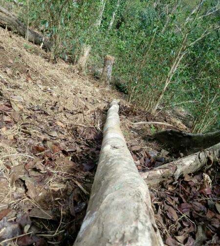 Protecting Ancient Tea Trees from a Growing Tragedy