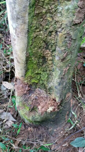 Protecting Ancient Tea Trees from a Growing Tragedy