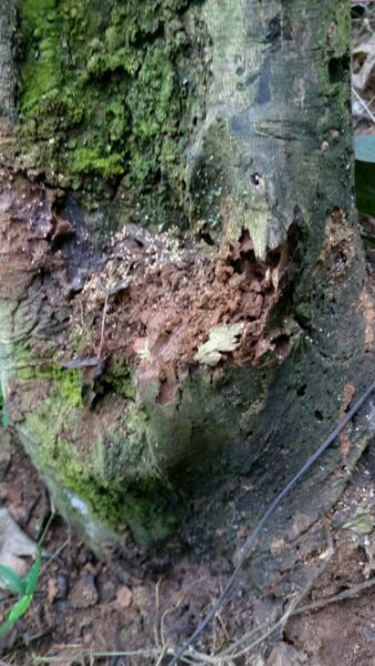 Protecting Ancient Tea Trees from a Growing Tragedy