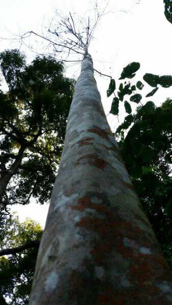 Protecting Ancient Tea Trees from a Growing Tragedy