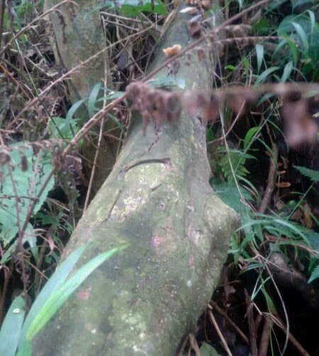 Protecting Ancient Tea Trees from a Growing Tragedy