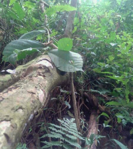 Protecting Ancient Tea Trees from a Growing Tragedy