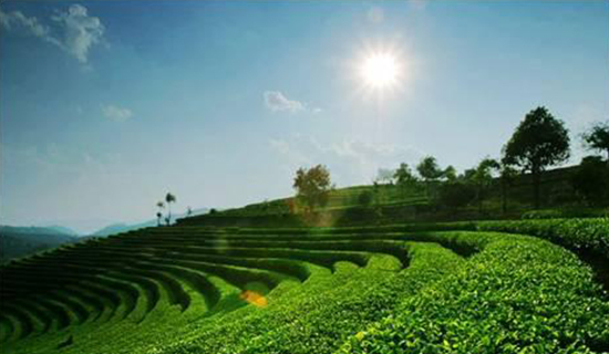 Strong Progress for Yunnan’s Tea Industry in 2014