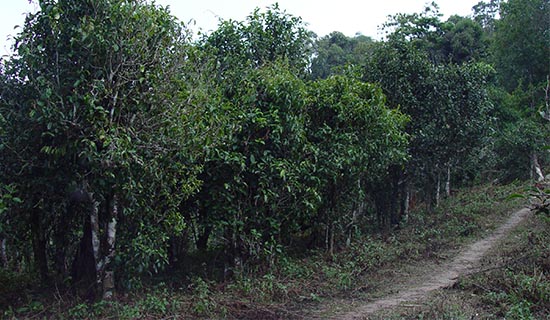 Strong Progress for Yunnan’s Tea Industry in 2014
