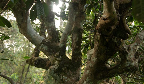 Strong Progress for Yunnan’s Tea Industry in 2014