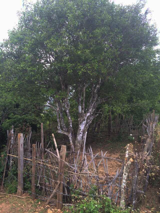 Ancient arbor tea tree in Banzhang Old Village