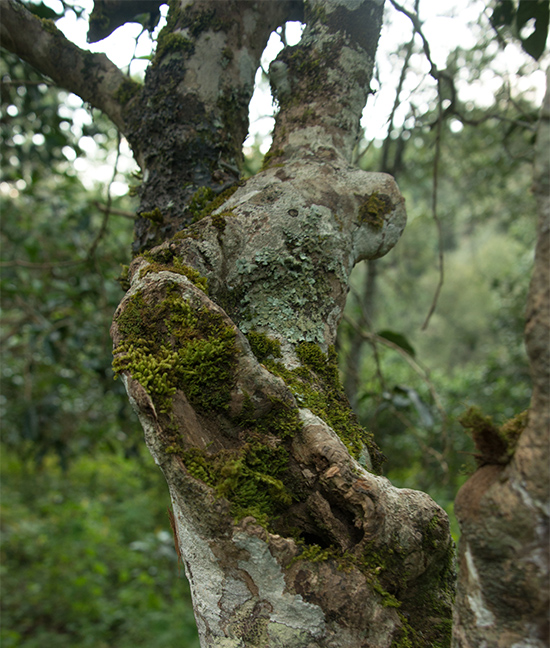 Moss-covered ancient tea tree