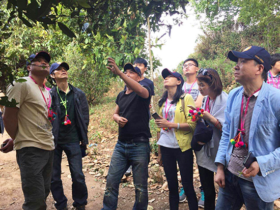 Pasha village leader introducing the ancient tea trees
